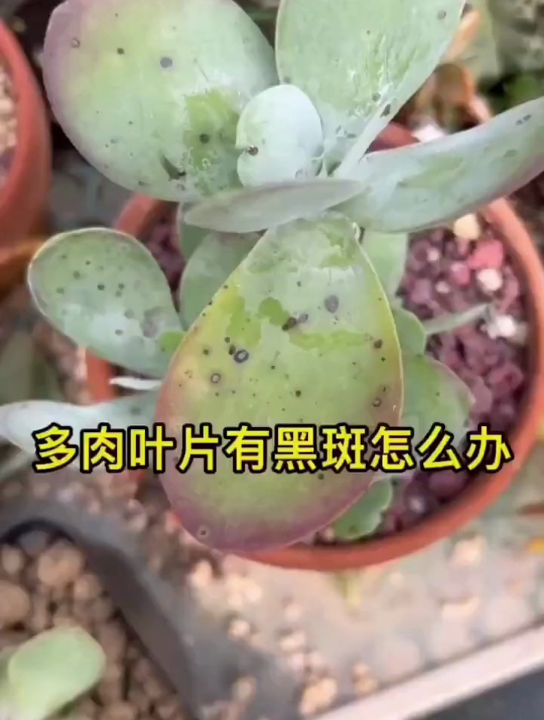 多肉叶片有黑斑怎么办?别着急,养花高手教你一招轻松解决!