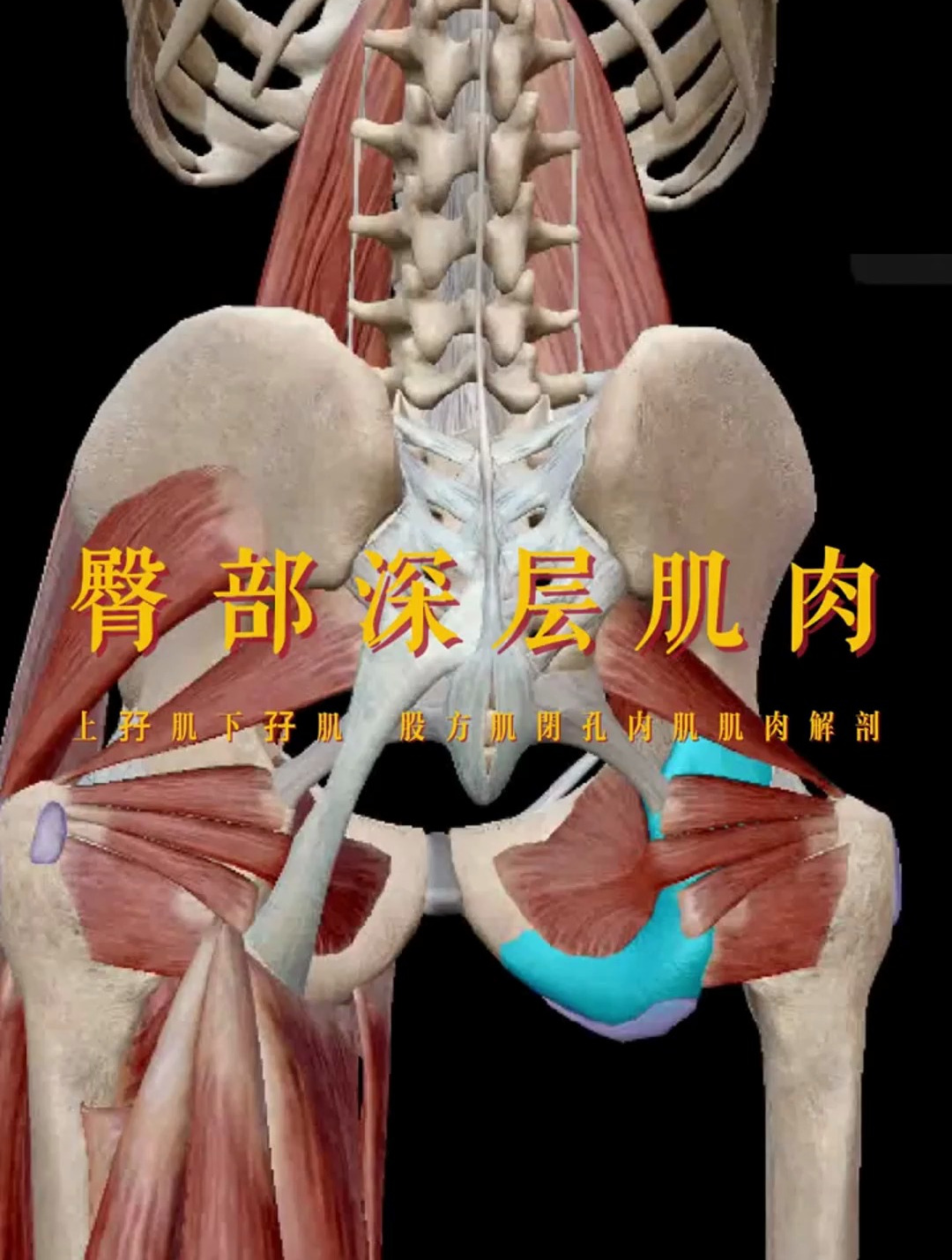 解读人体结构——臀部深层肌肉 负责髋关节外旋