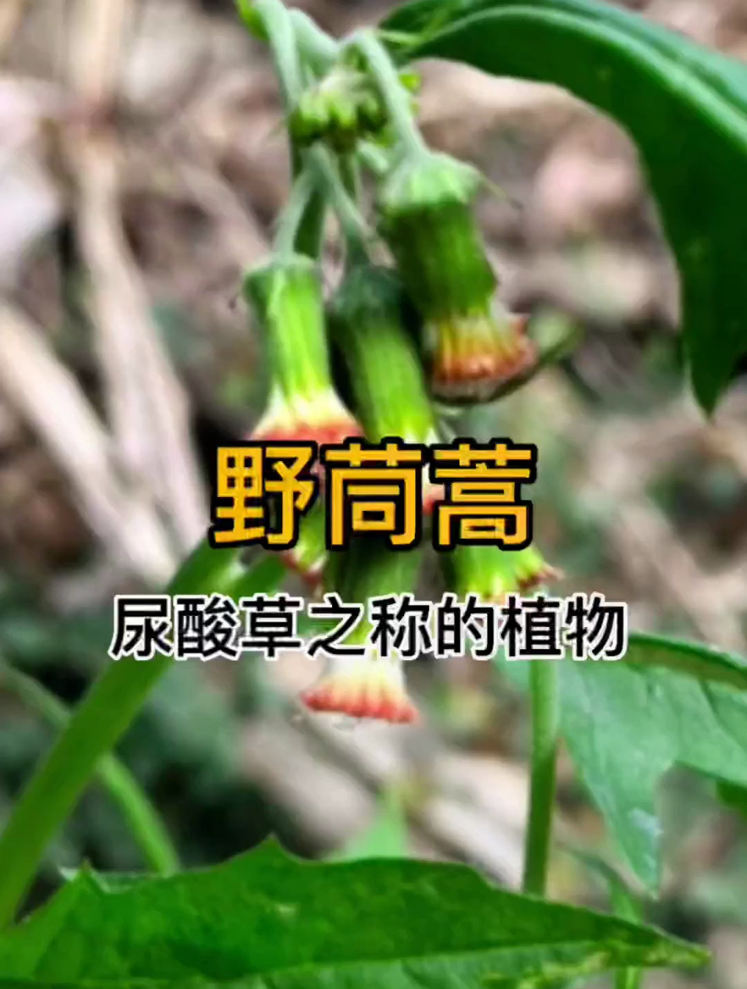 野茼蒿也叫革命菜或者尿酸草
