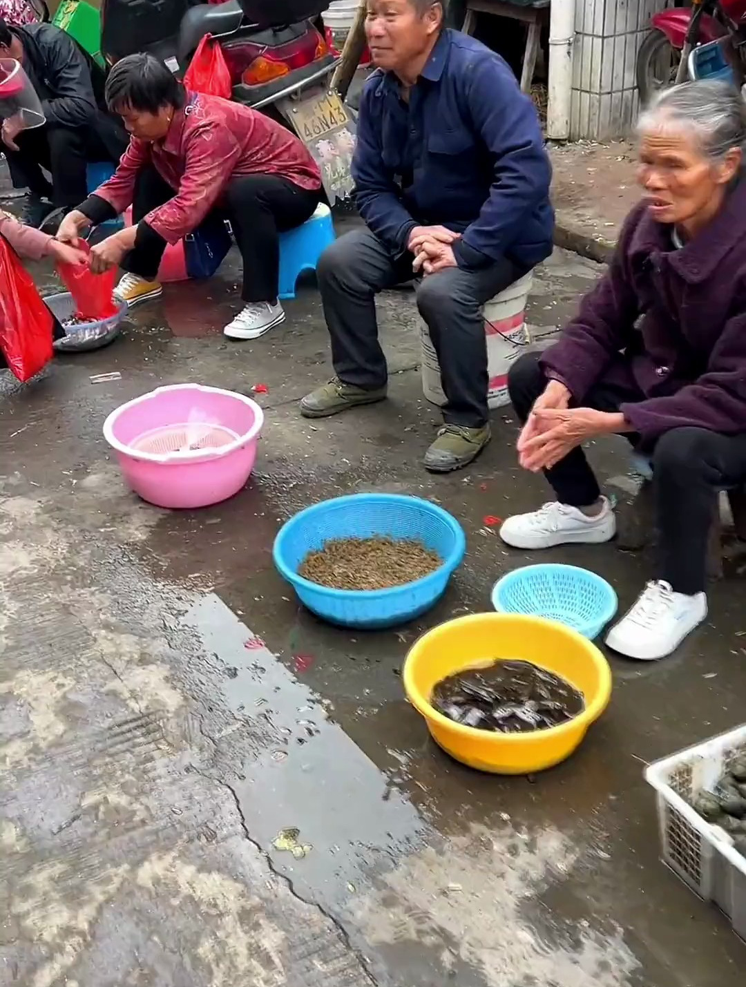 集市上大娘卖的小米虾,味道鲜甜,加鸡蛋炒至干香酥脆