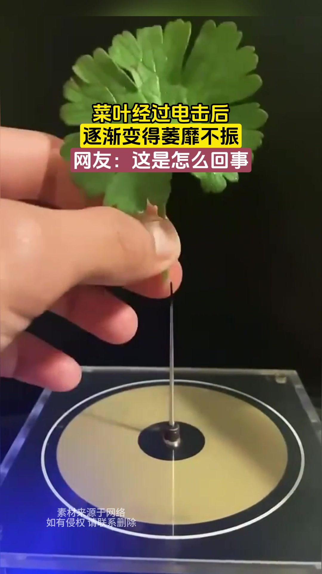 菜叶经过电击后,逐渐变得萎靡不振,网友:这是怎么回事