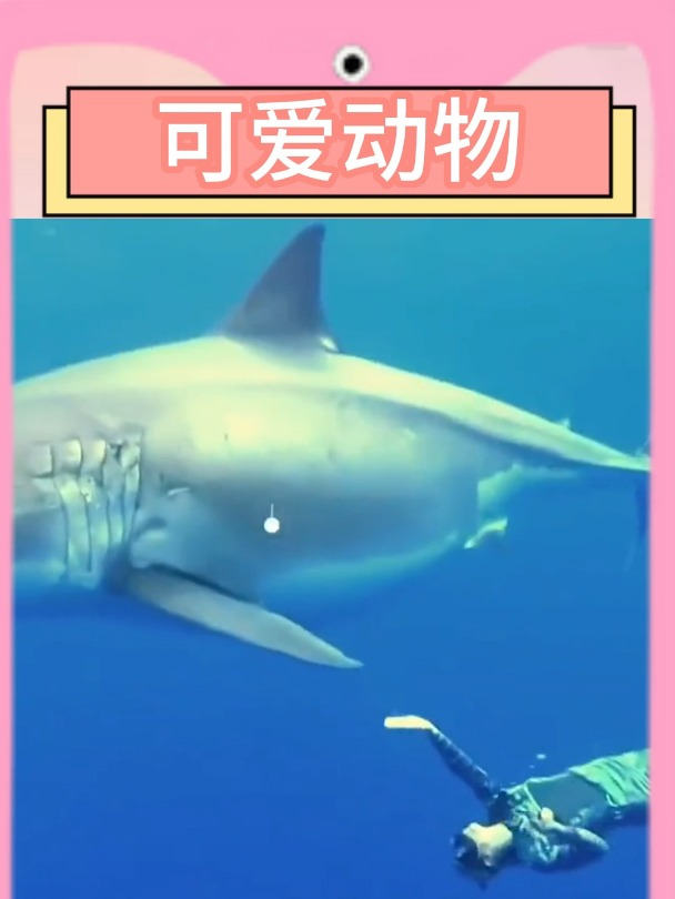 世界上最大的十种海洋生物(下)