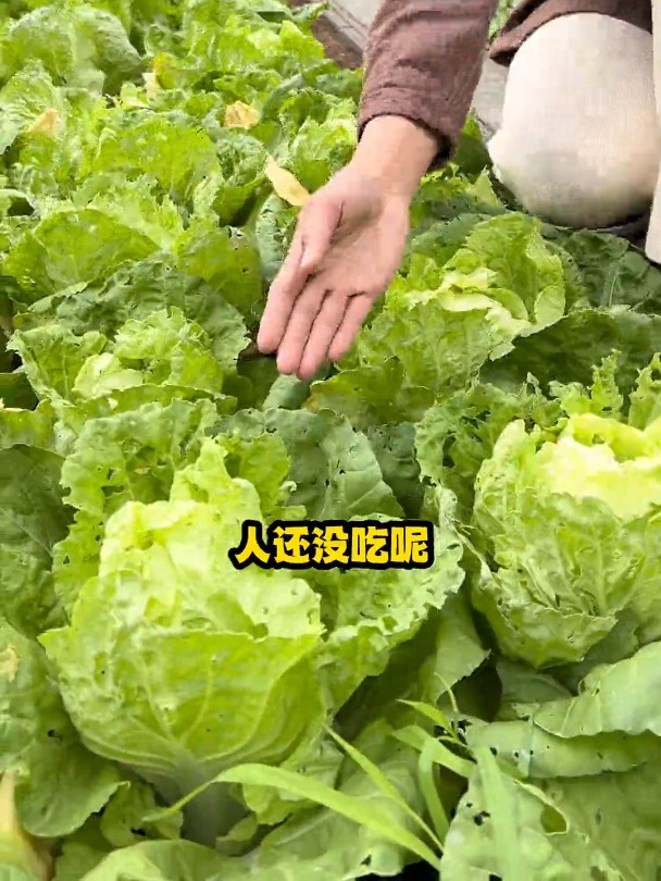 青菜招虫,妙招来了抖音助农农业种植妙招