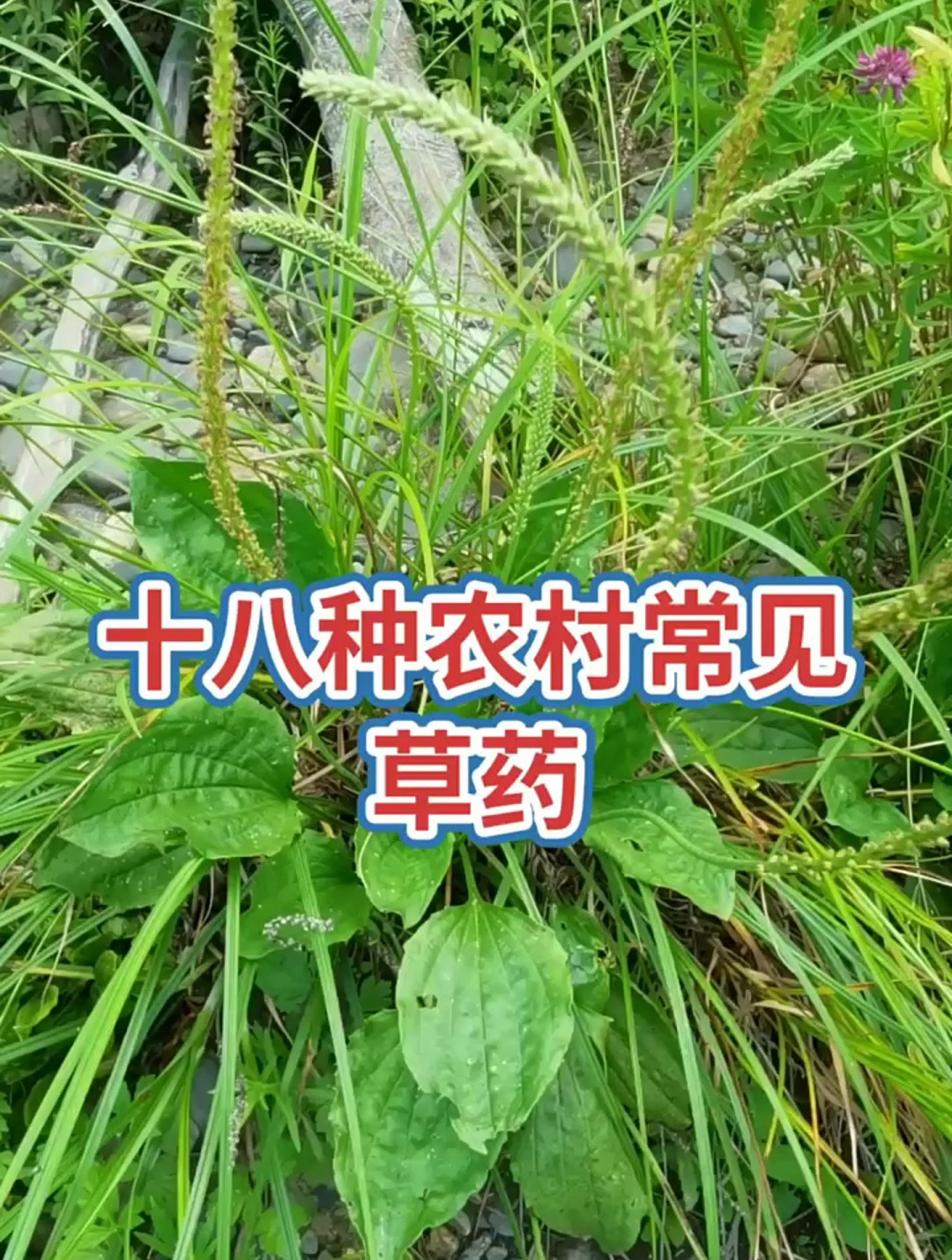 18种农村常见的草药,每天分享野生中草药喜欢的加个关注呀