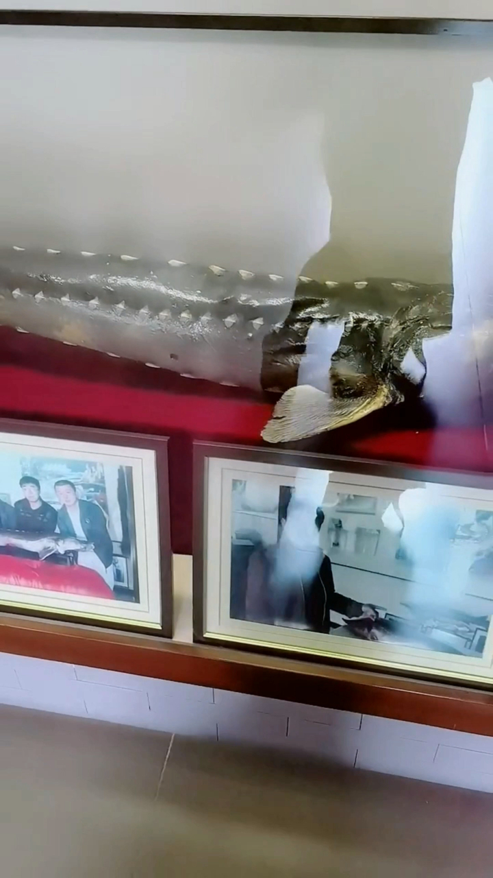 满族贡品鲟鳇鱼