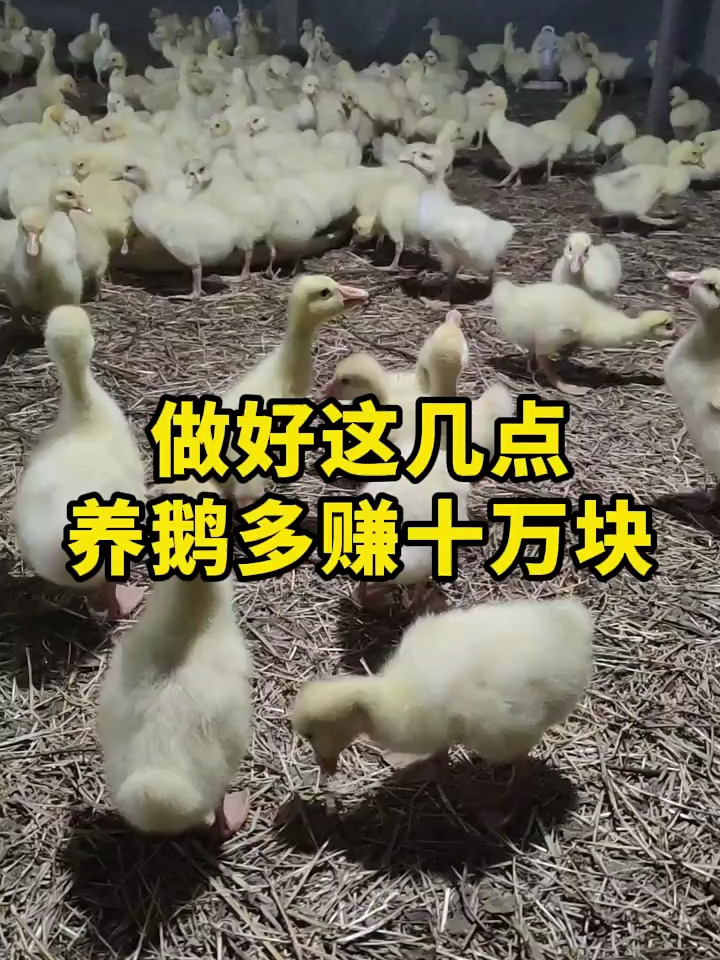 想要养鹅多赚钱,一定要做好这几点