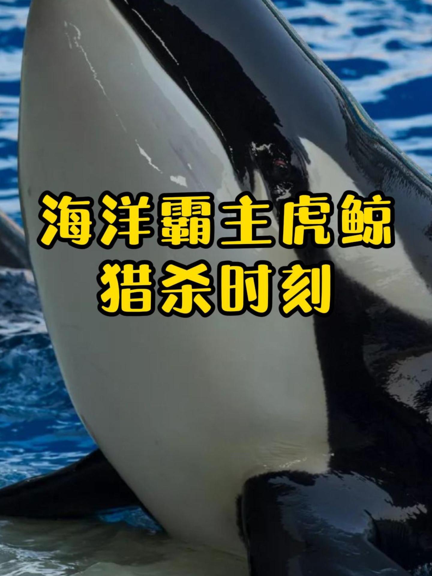 海洋霸主虎鲸,猎杀大白鲨,只取肝脏!