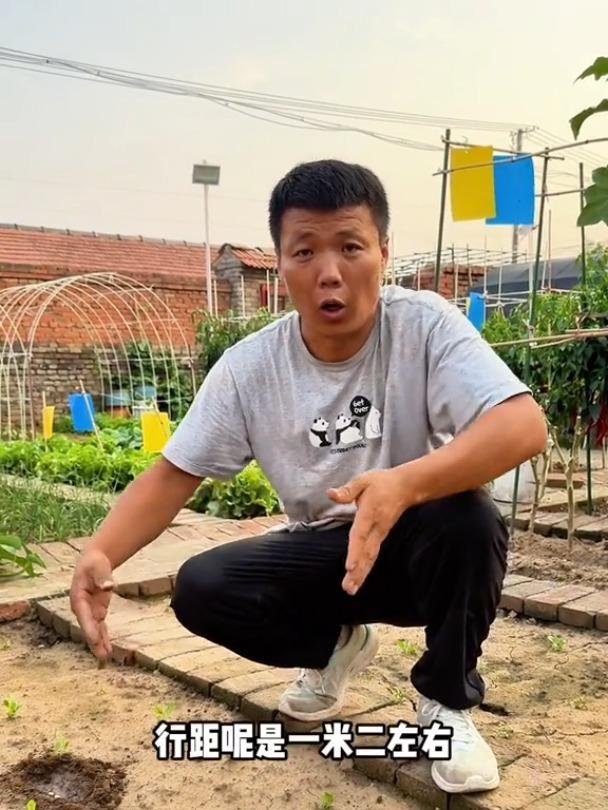 秋天西葫芦什么时候种?怎么种?每天分享蔬菜种植技巧传播农业