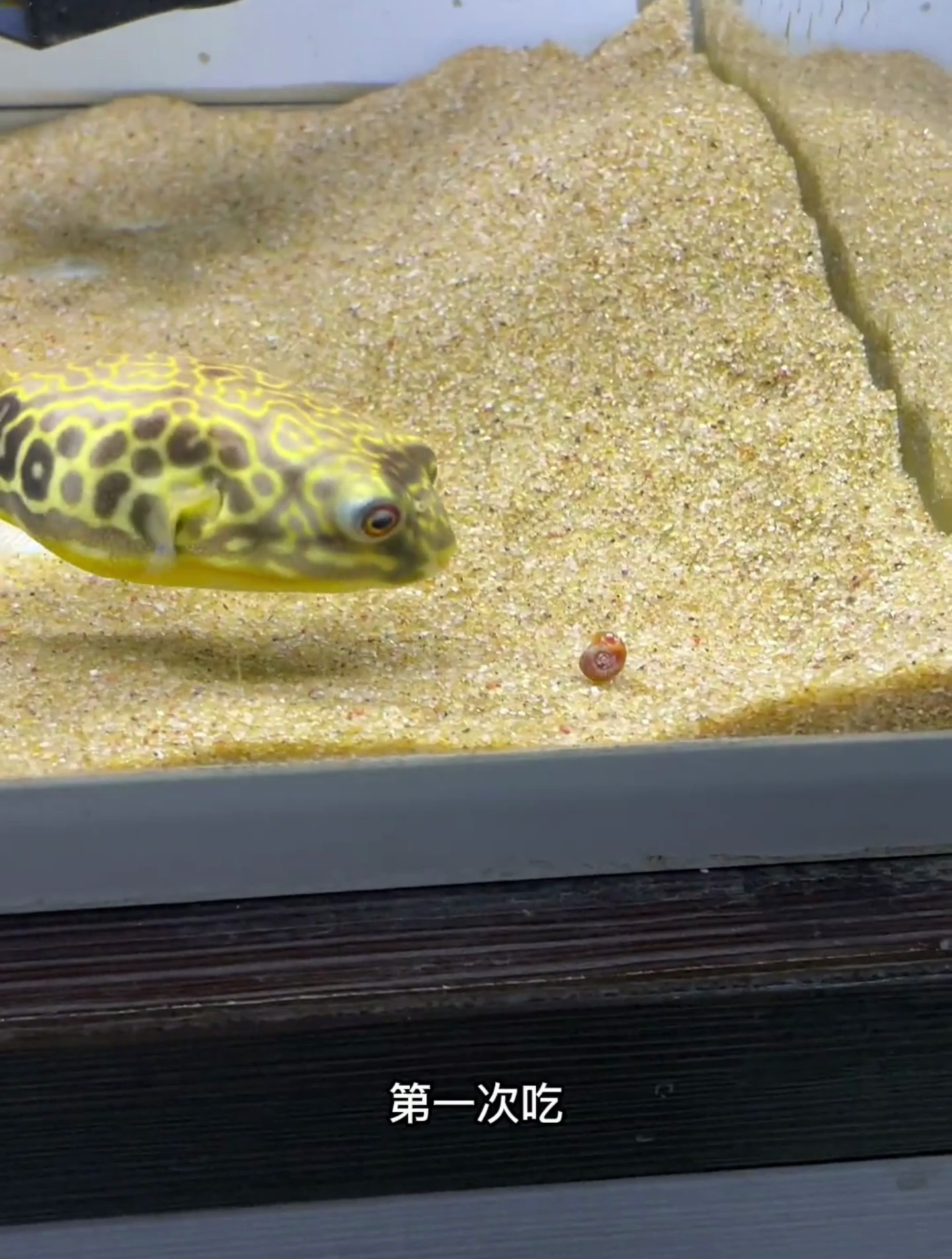 繁殖点苹果螺来喂小点的狗头