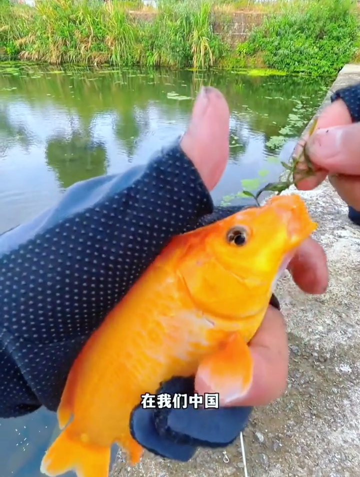 黄金鲤鱼 见者有份!