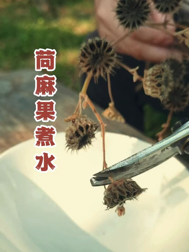 具有清热解毒功效的苘麻子,民间老百姓煮水喝