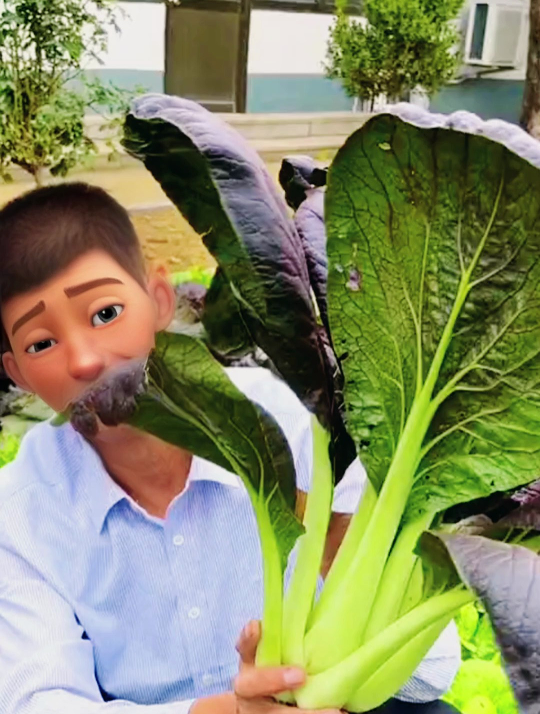 油菜中的“贵族”紫油菜,含丰富的维生素和钙,从种到收只一个月