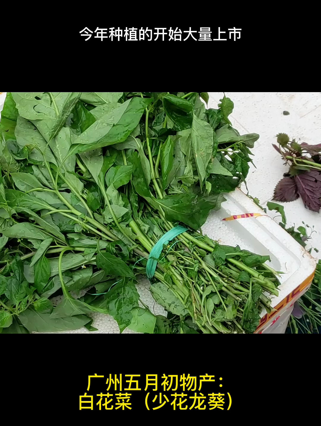 广州五月初物产:白花菜,清香微苦微毒