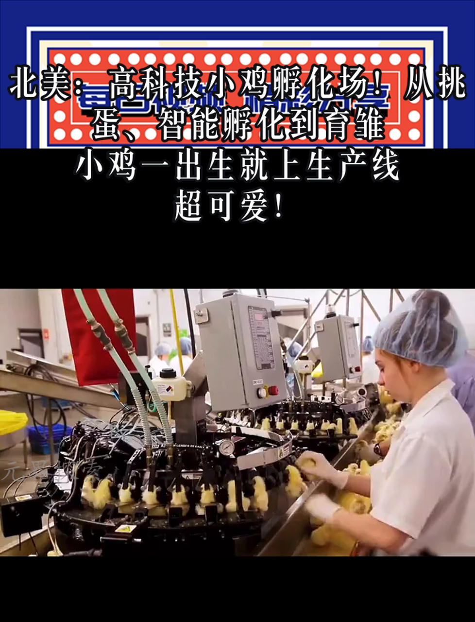 北美:高科技小鸡孵化场!从挑蛋、智能孵化到育雏,小鸡一出生就上生产线,超可爱!