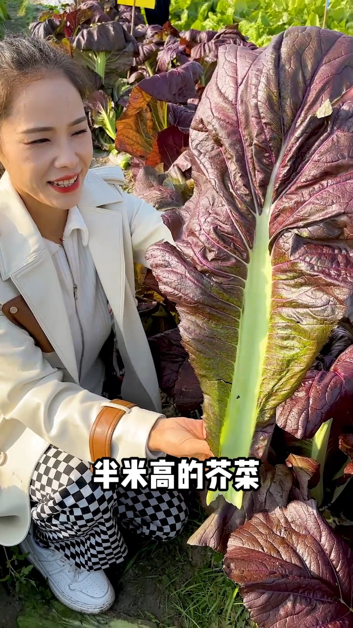 芥菜被誉为野菜中的灵丹草紫色芥菜味更高它是一种能长到半米高