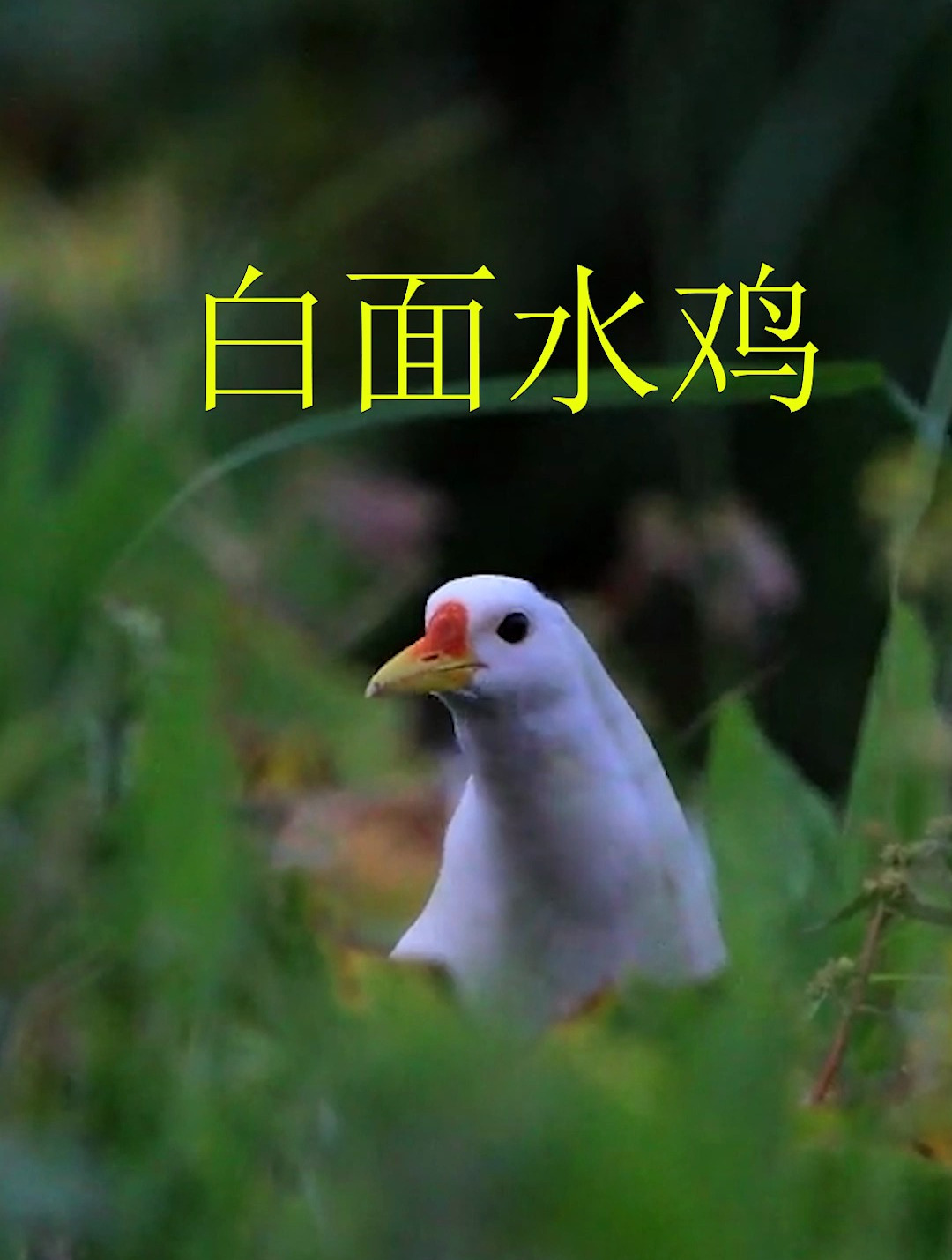 在农村经常听到的4种鸟叫声:白面水鸡、董鸡、黑水鸡、红胸田鸡