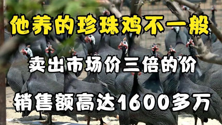 珍珠鸡金凤凰飞出高价,他年销1600万创奇迹!