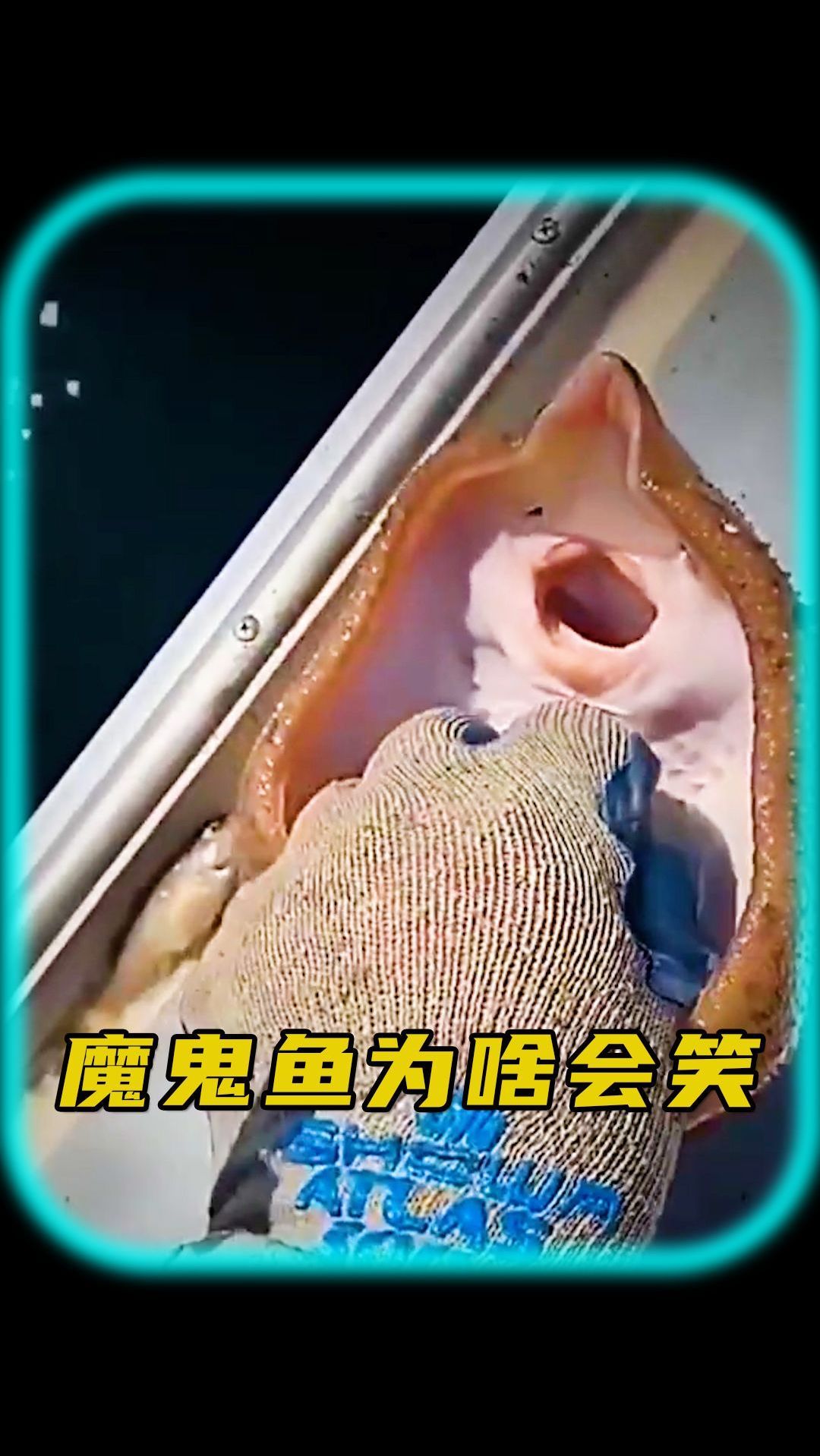 魔鬼鱼为什么会哈哈大笑?