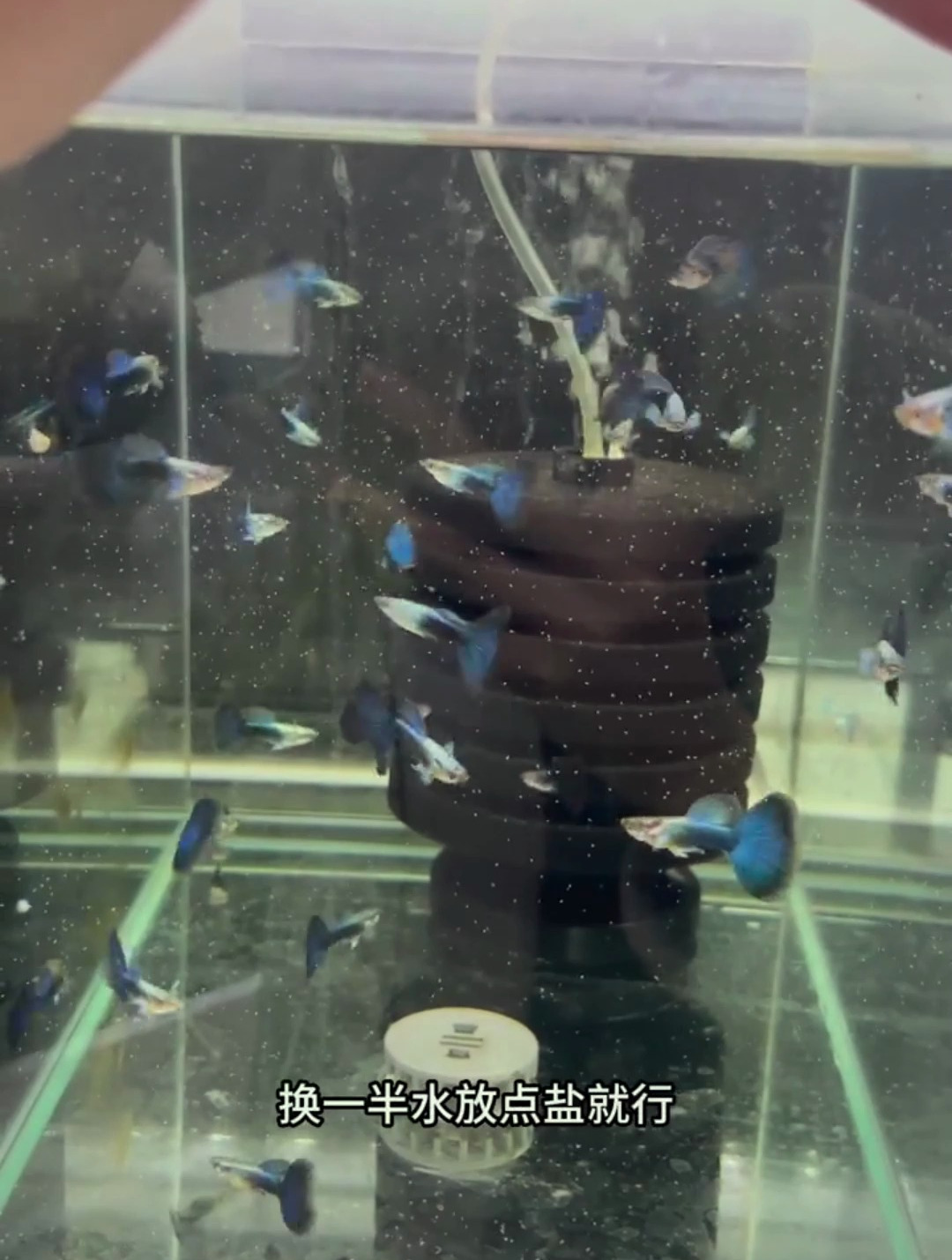 孔雀鱼烧尾烂尾?解决方法很简单!