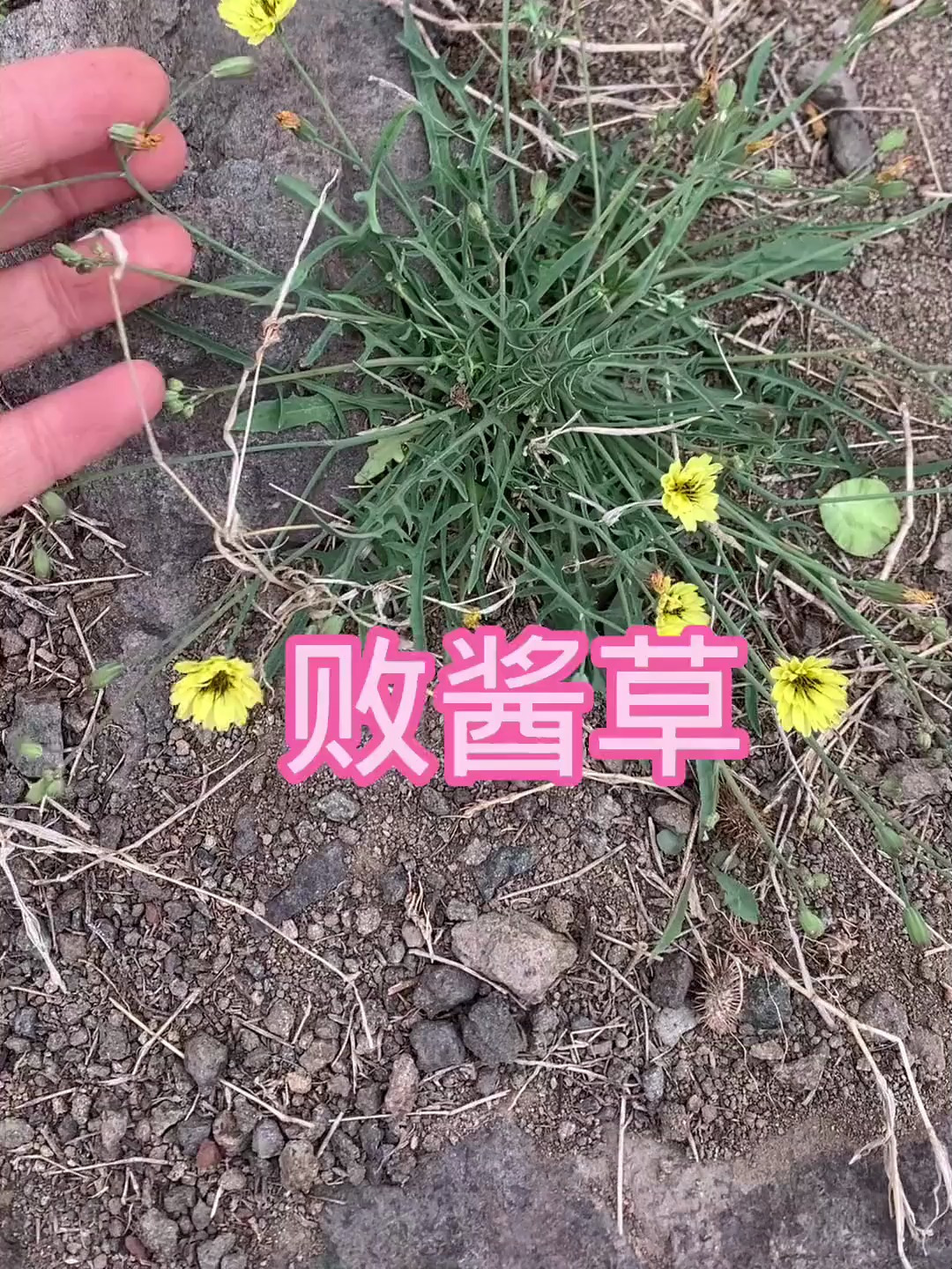植物知识之败酱草