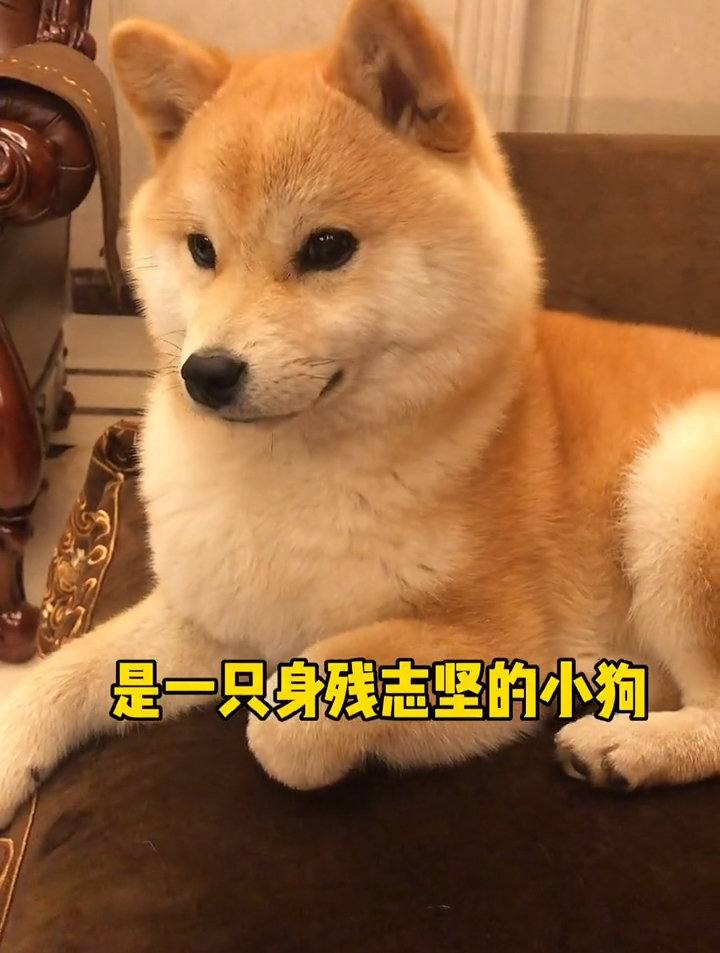 一只没有jiojio的狗狗 柴犬小番茄