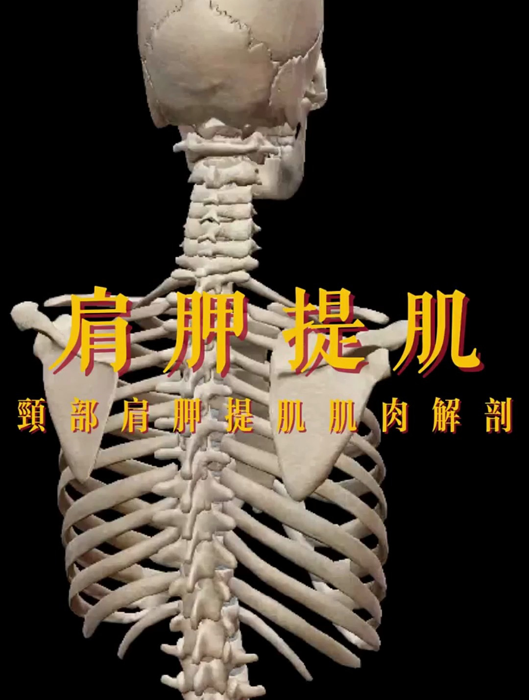 颈部肩胛提肌肌肉解剖