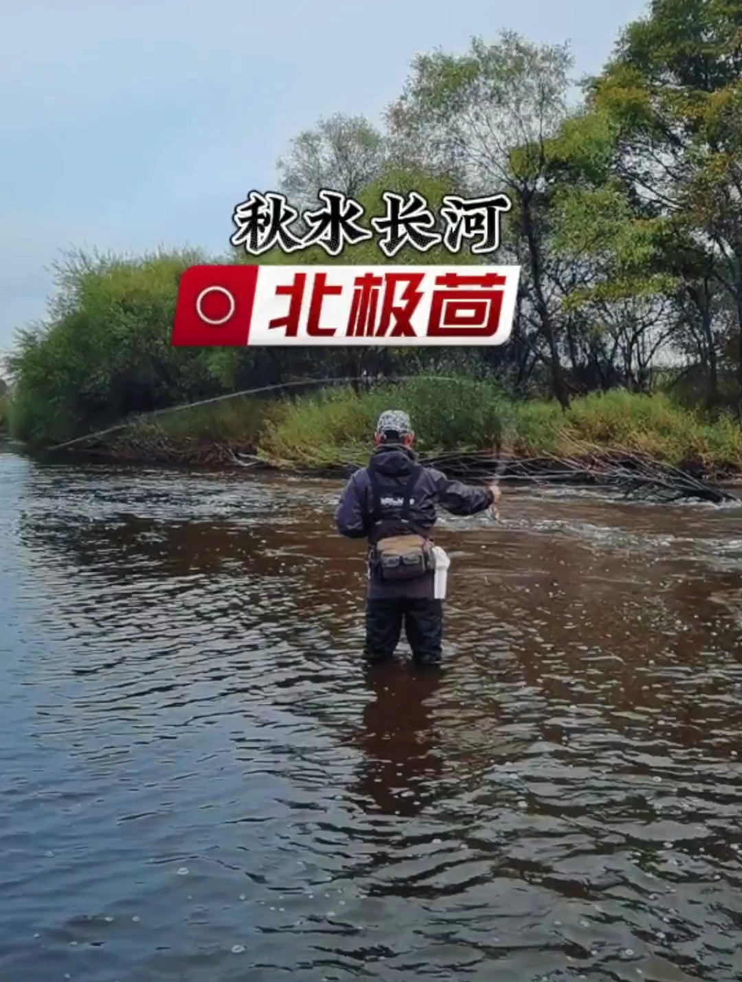 在兴安岭深山河流中,有一种喜欢追逐流水的鱼