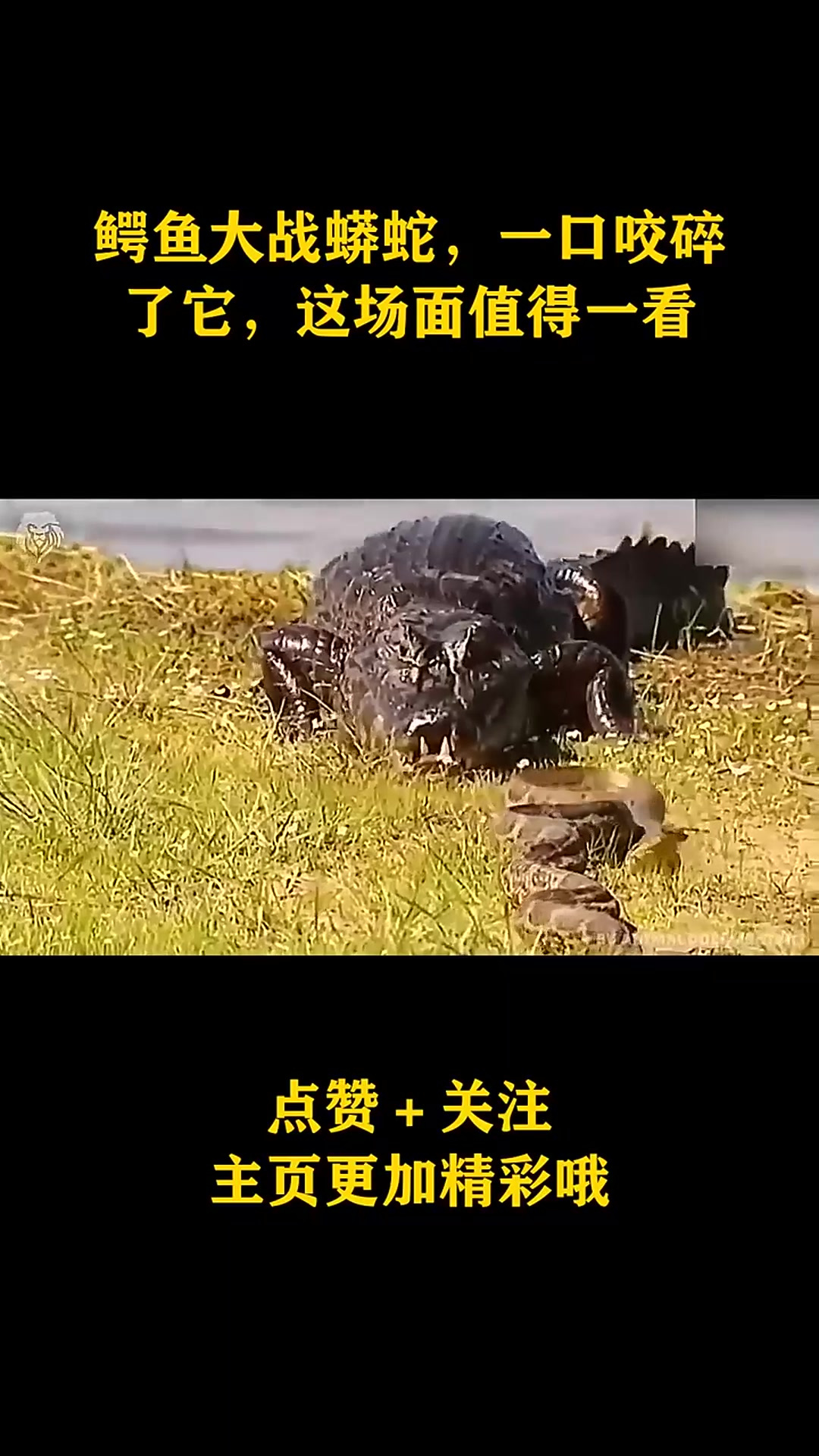 鳄鱼大战蟒蛇,一口咬碎了它,这场面值得一看