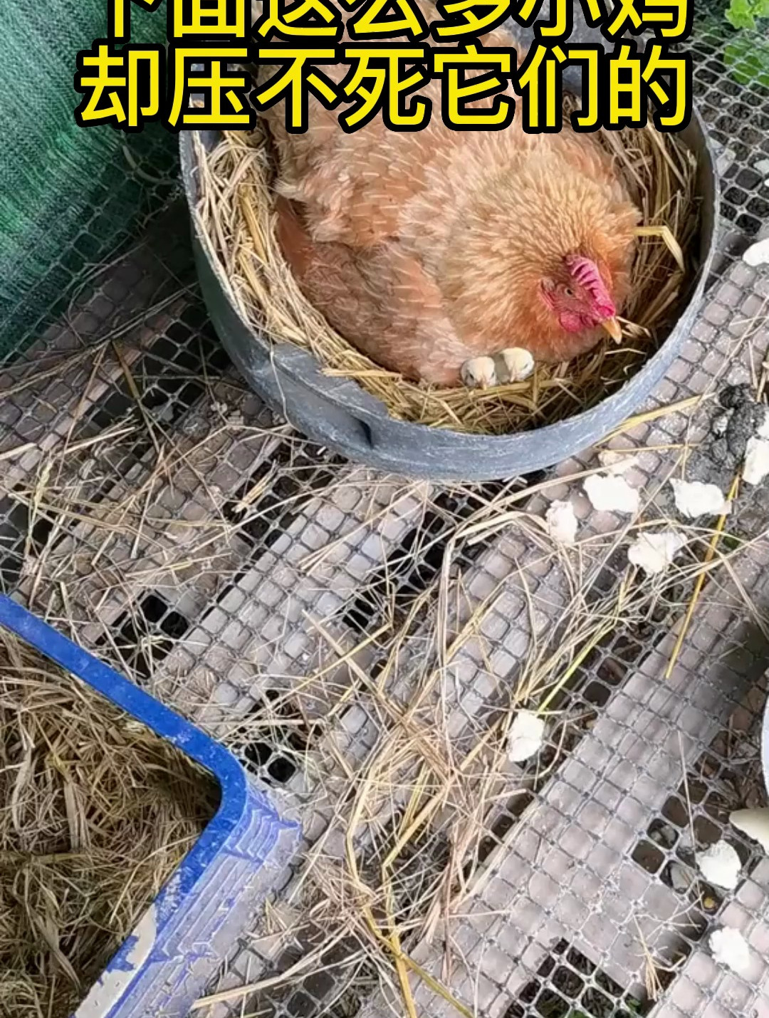 母鸡是怎么做到下面这么多小鸡,却压不死它们的