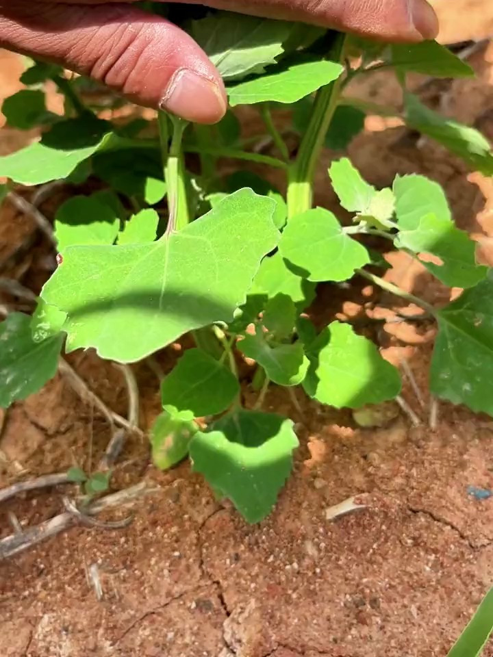 农村常见的灰灰菜,想不到还有这么长的历史了
