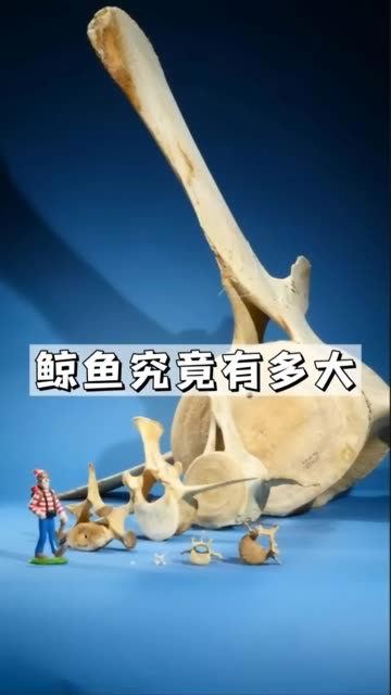 科学鲸鱼究竟有多大,通过脊椎骨的对比直观感受
