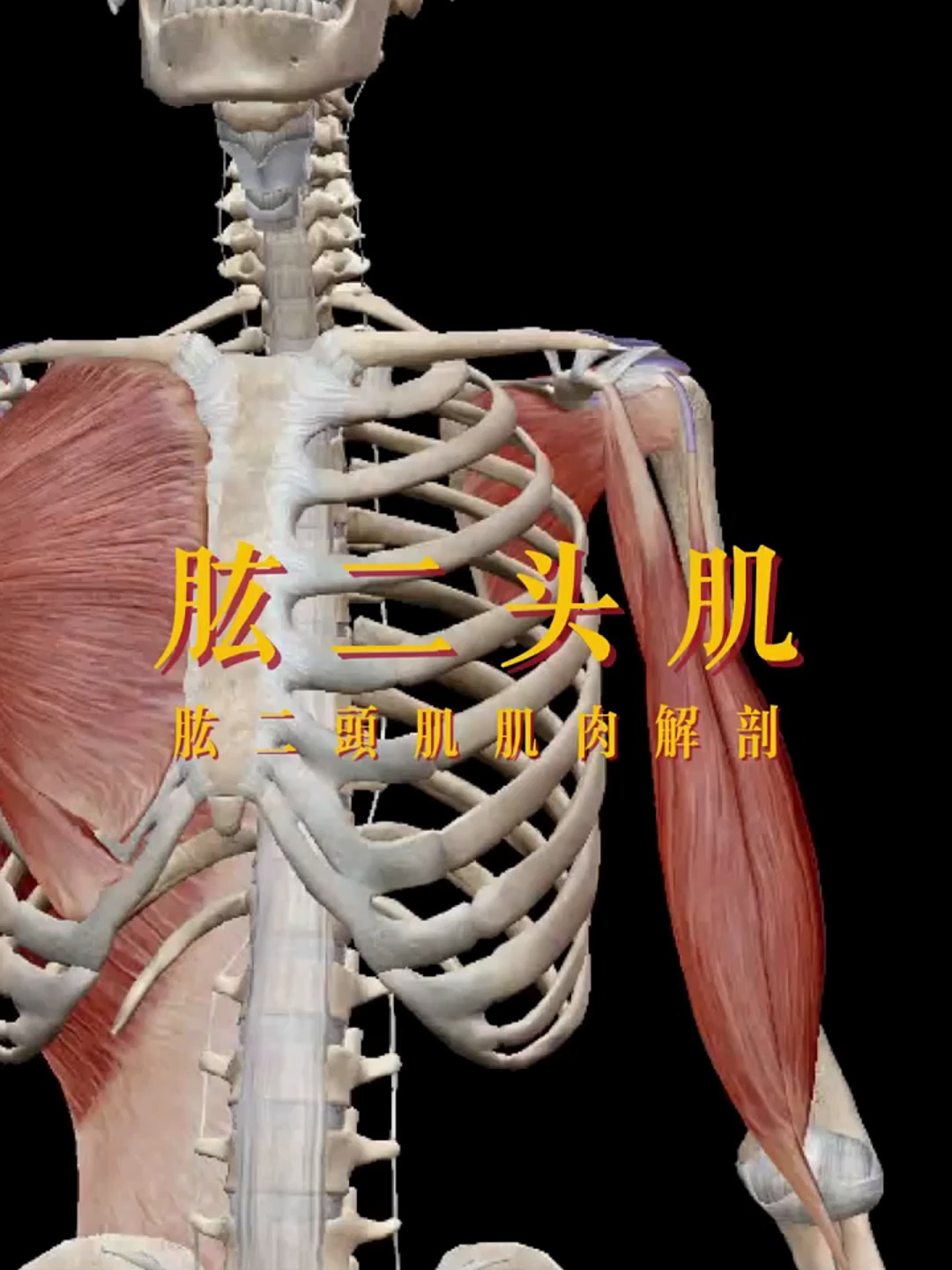 肱二头肌肌肉解剖