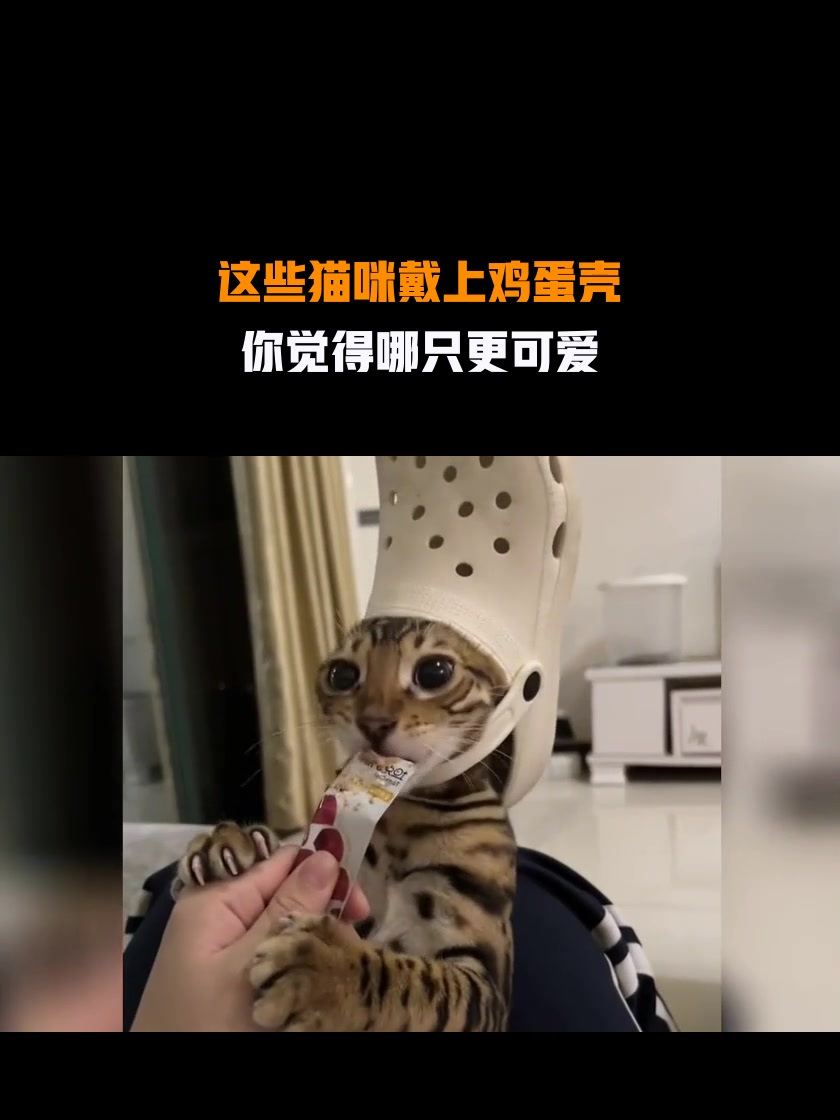 这些猫咪戴上鸡蛋壳,你觉得哪只更可爱