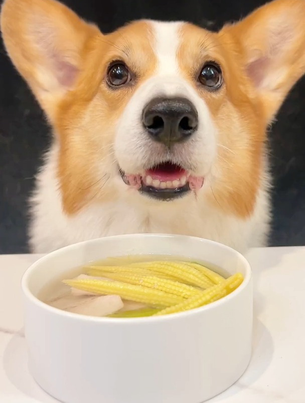 柯基犬喝玉米笋火鸡汤
