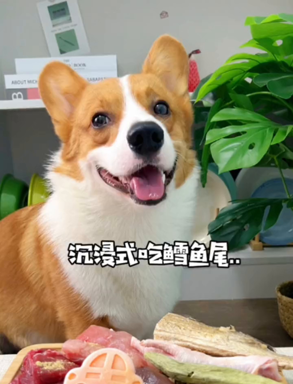 大口吃鳕鱼尾巴,太过瘾了!