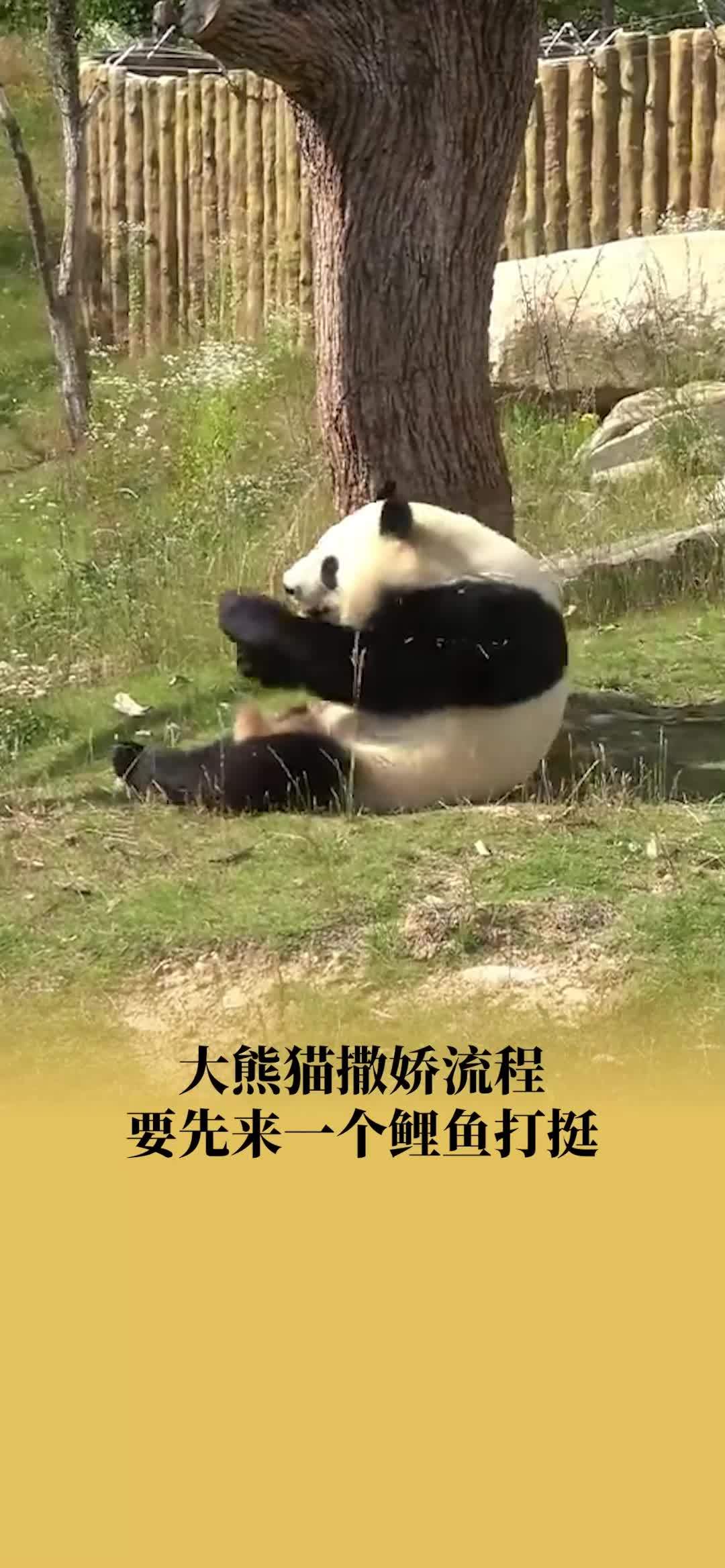 大熊猫撒娇流程要先来一个鲤鱼打挺
