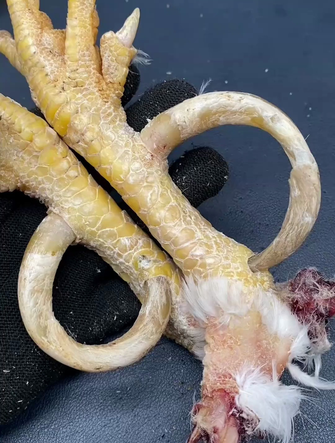 鸡爪子做成手把件