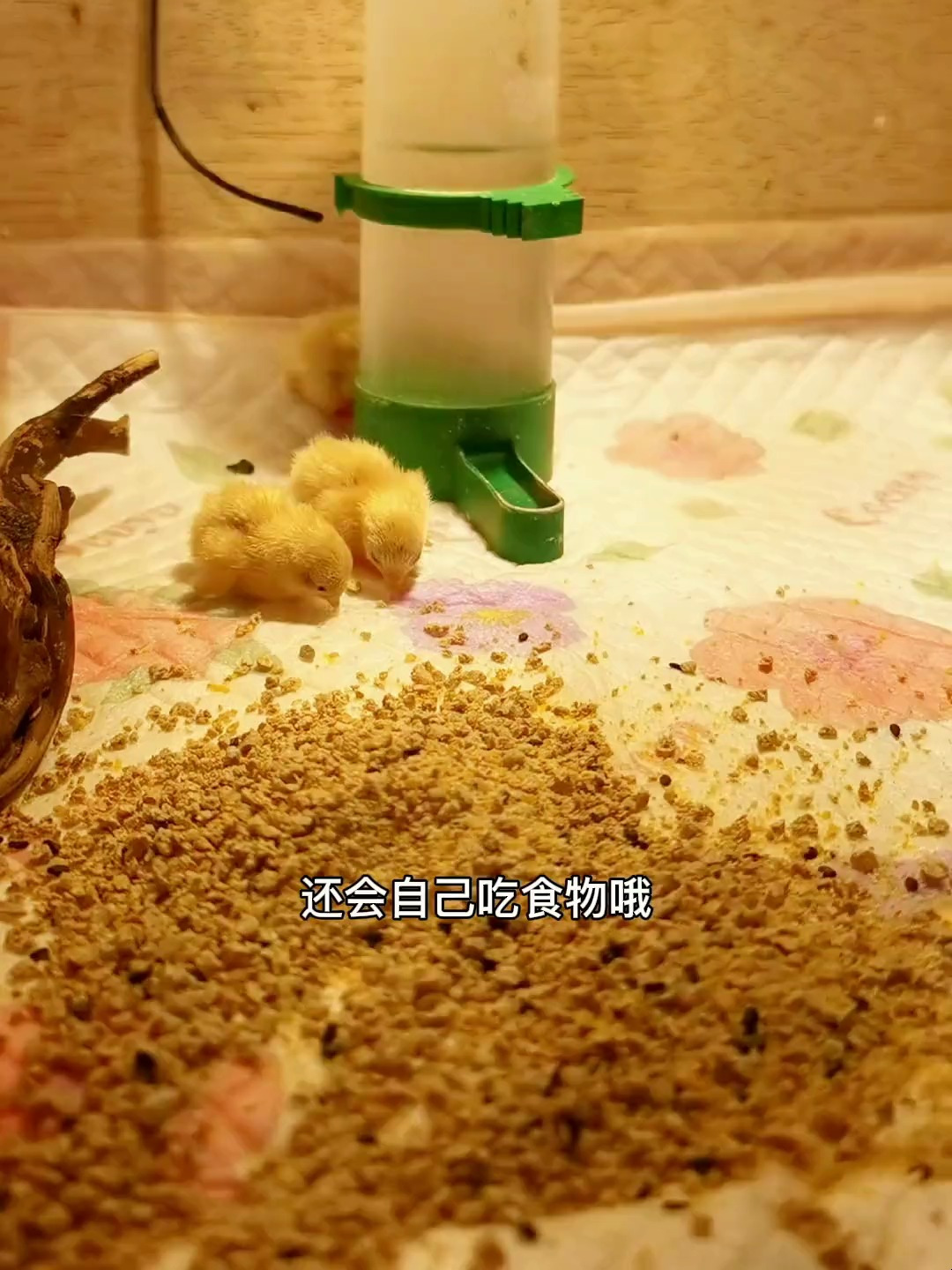 第一批自己家的纯白小鸡下的蛋孵化出壳了,全是白色