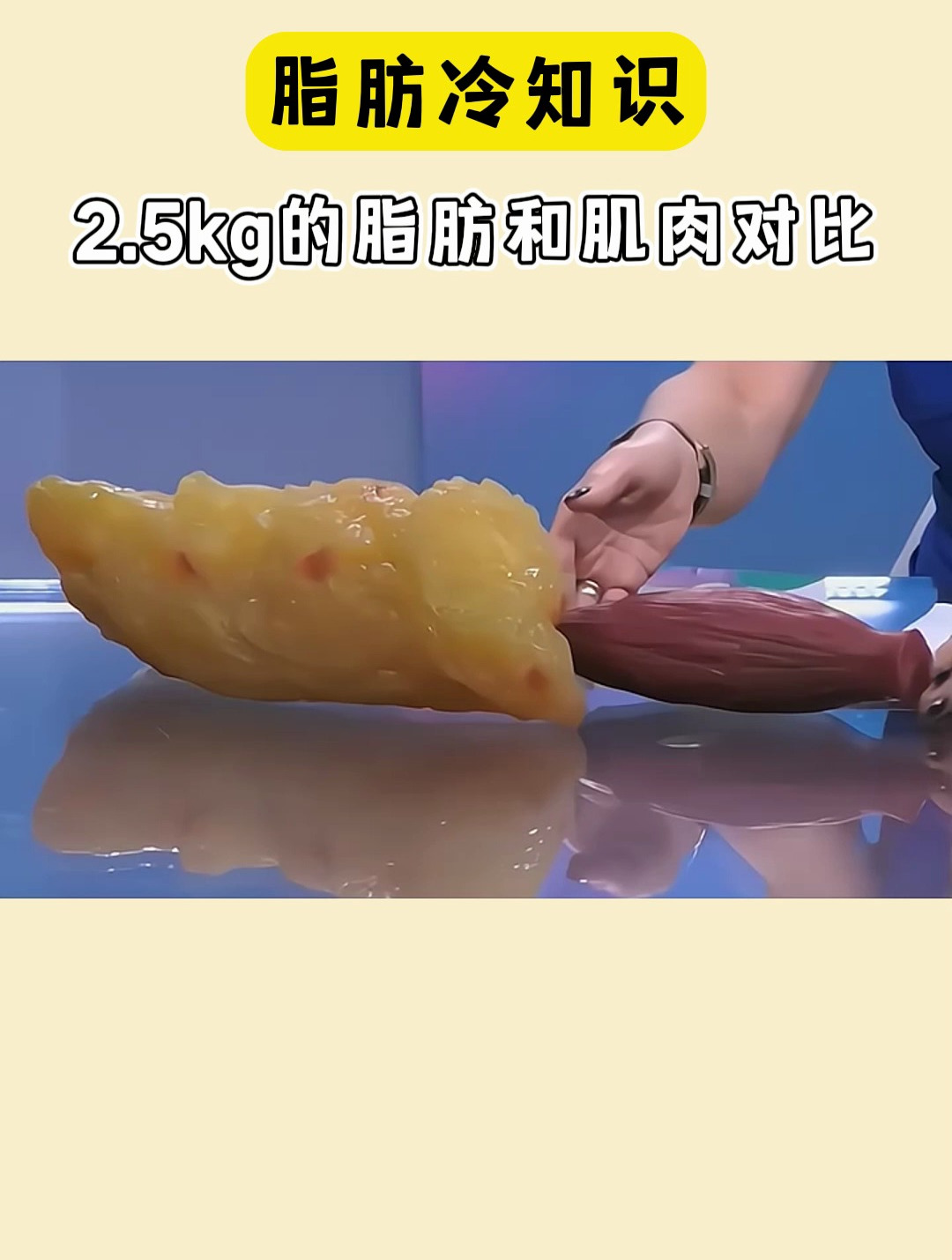 2.5kg的脂肪和肌肉对比