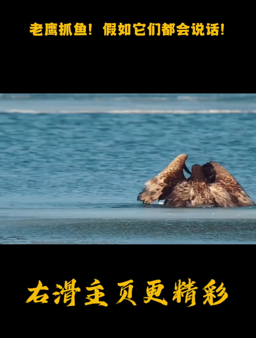 老鹰抓鱼!假如它们都会说话!