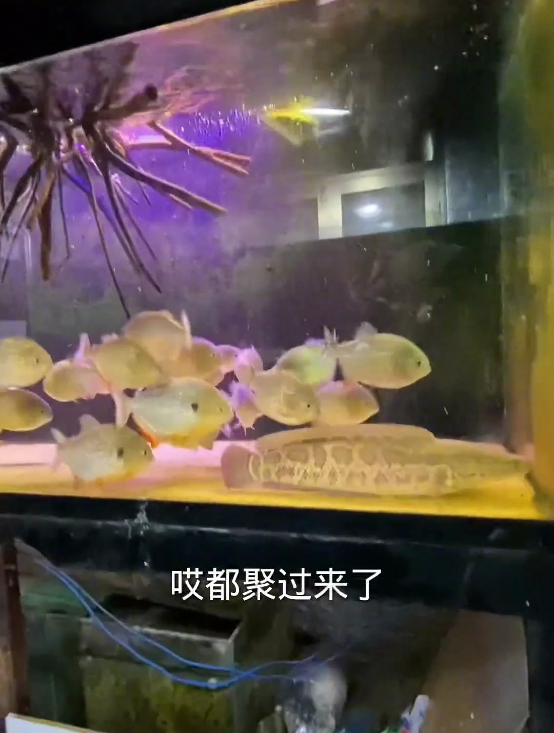 食人鱼是吃活的 而且还比自己大的猎物的