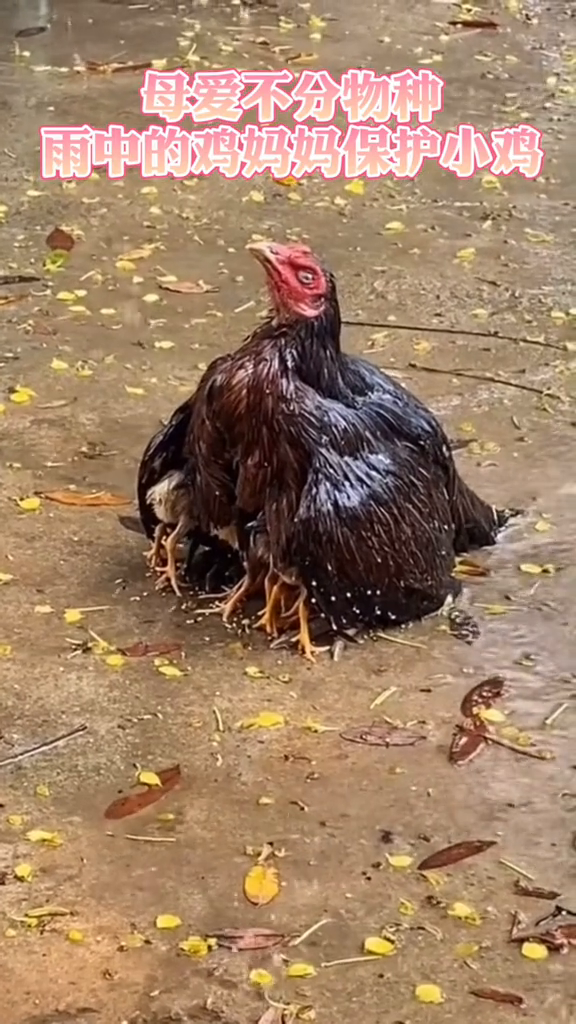 母爱不分物种!雨中的鸡妈妈保护小鸡