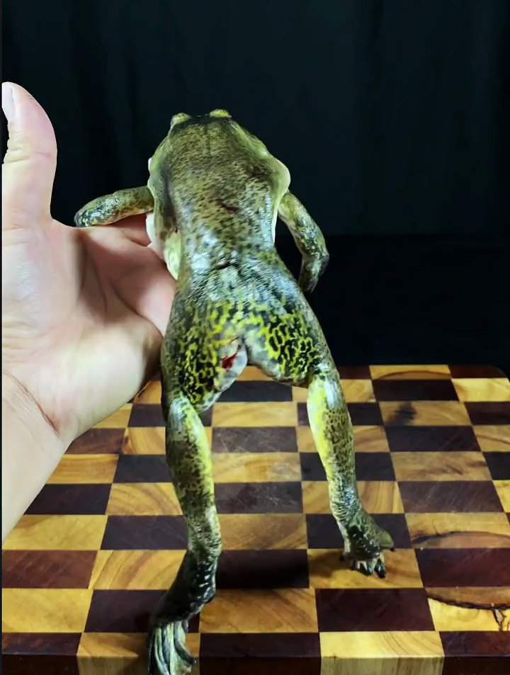 牛蛙也会做吗?今天分享酒店里卖得非常火爆的金汤牛蛙煲!