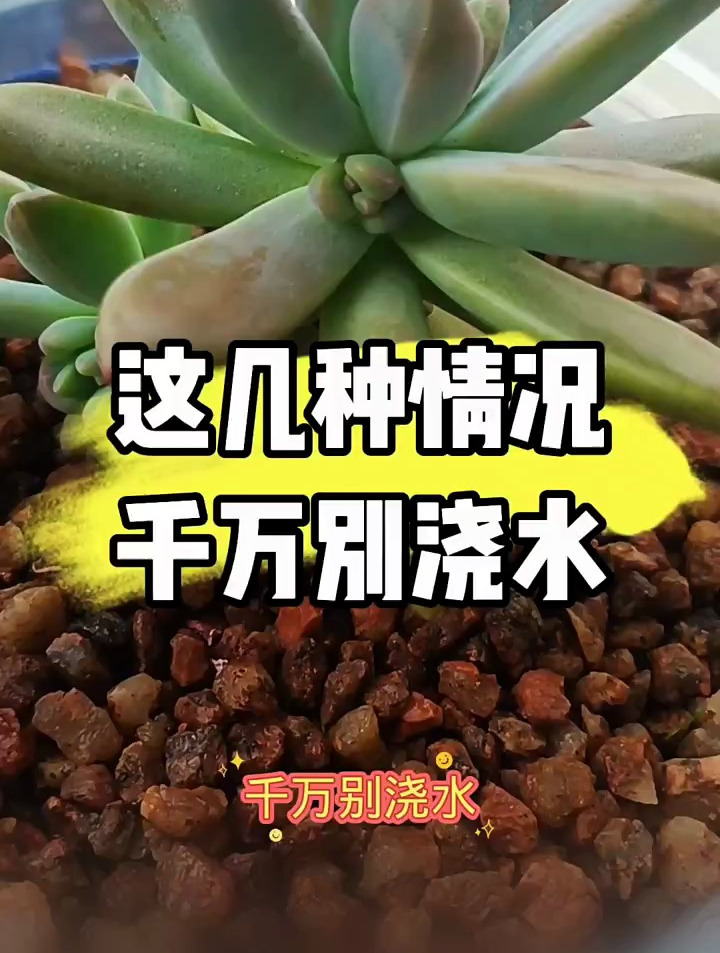 多肉植物养护小常识,这几种情况千万别浇水!