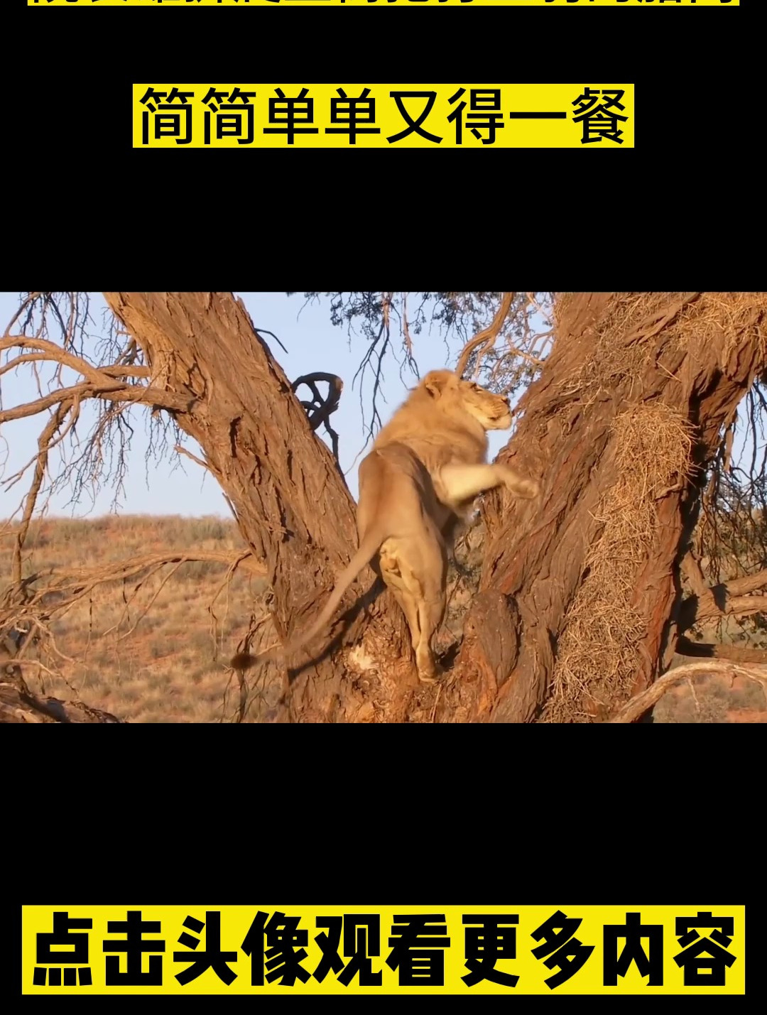 院长雄狮爬上树抢打工豹的腊肉,简简单单又得一餐!