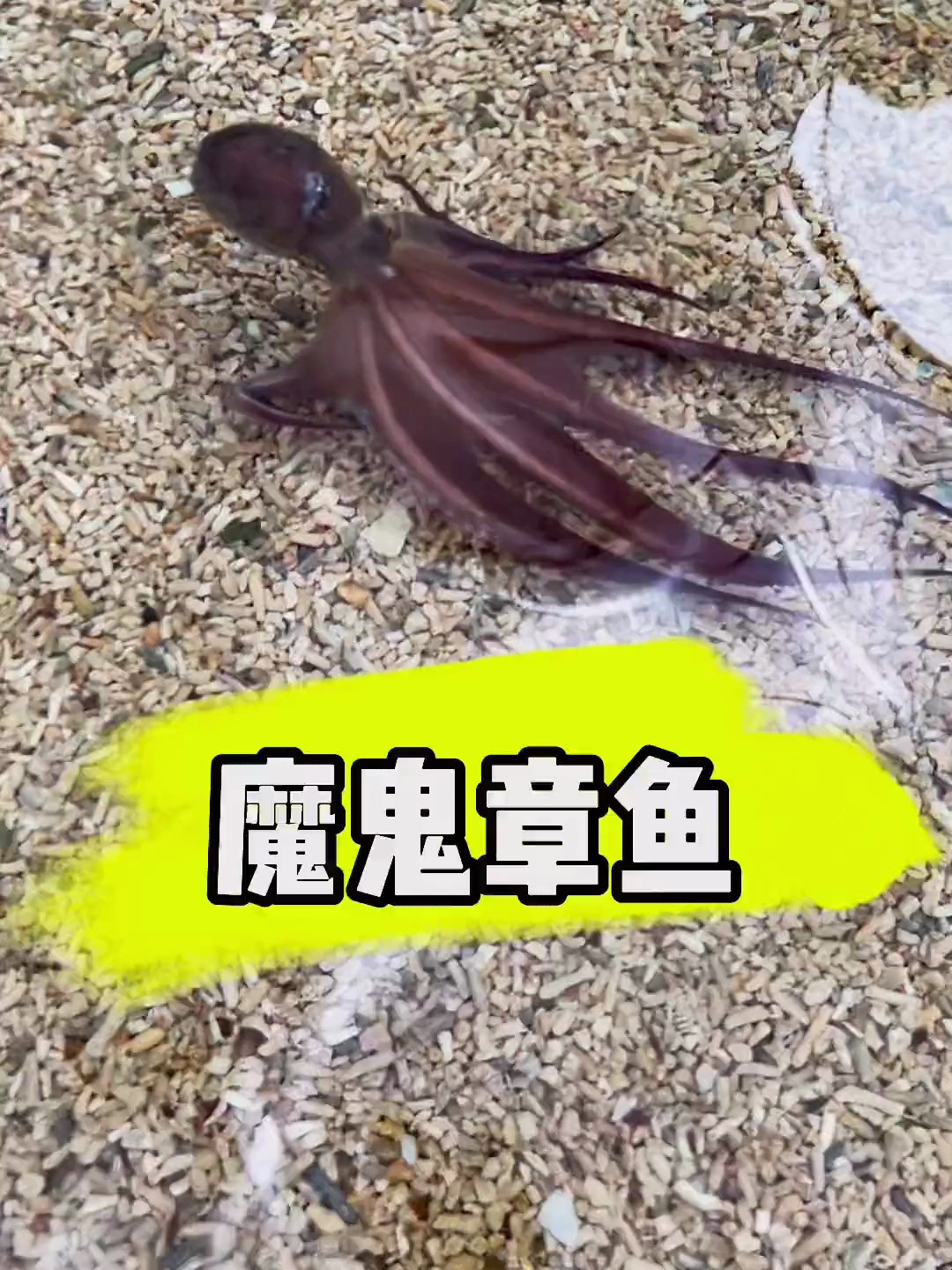 魔鬼章鱼来啦海洋生物神奇动物在这里