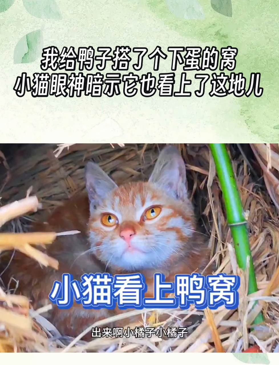 我给鸭子搭了个下蛋的窝,小猫眼神暗示它也看上了这地儿