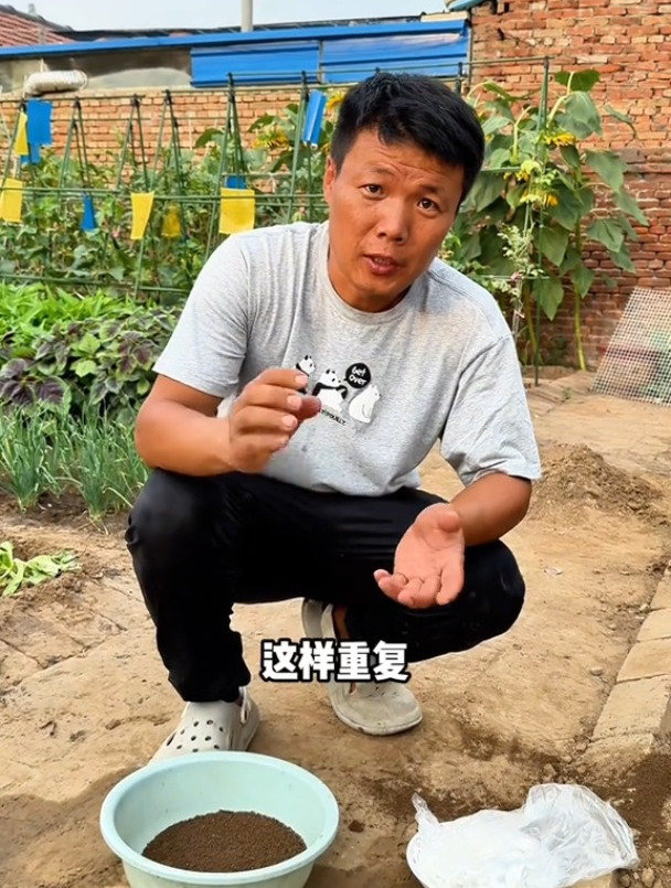 芹菜种子很难出芽,要想出芽快,出芽齐,可以按我说的方法去催