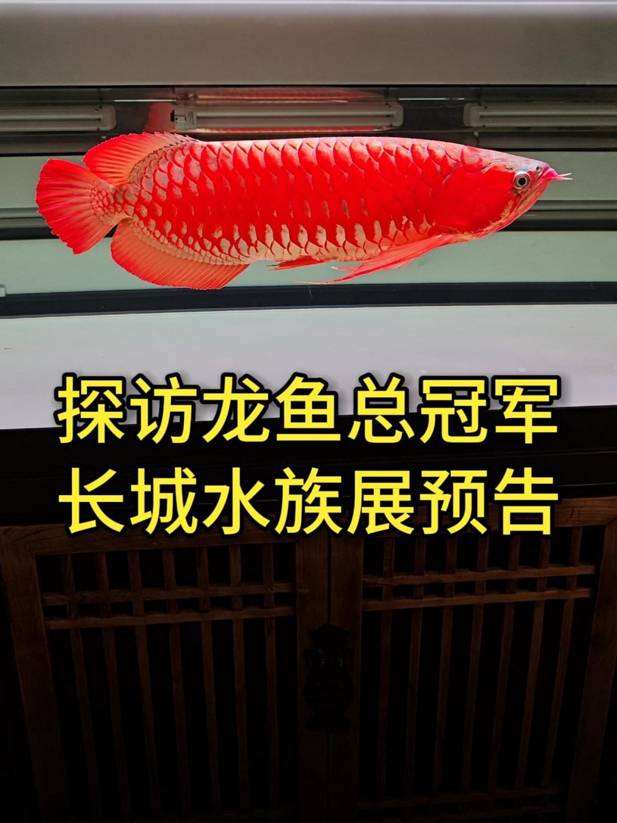 探访龙鱼全场总冠军,有值得我们鱼友学习的地方,长城水族展预告