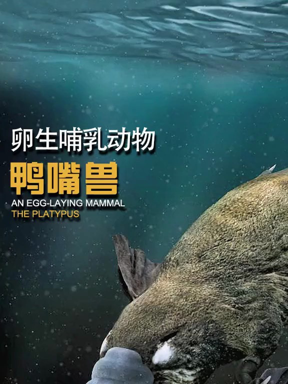 它是著名动漫中-可达鸭原型 阔爱吗